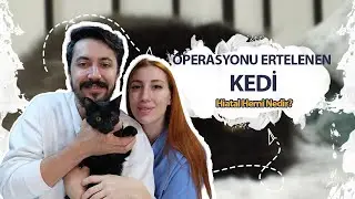 OPERASYONU ERTELENEN KEDİ: Hiatal Herni Nedir?