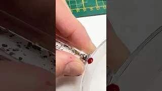 I feed my bedbugs! 