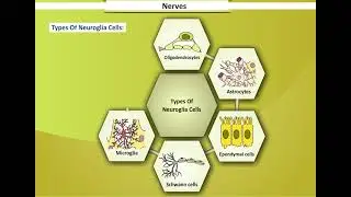 What are Nerves? | Function of Nerves in Human Body | Human Nervous System