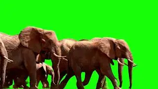 ELEPHANT GREEN SCREEN! 