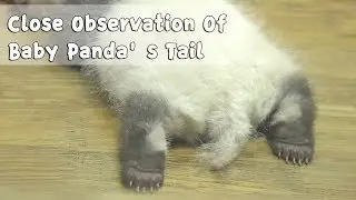 Close Observation Of Baby Panda’s Tail  | iPanda