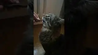 #Мейн