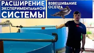 Расширение экспериментальной системы | Взвешивание осетра