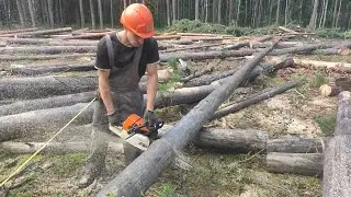 Валка дерева последнее видео на даной лесосеке