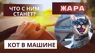 Жара.Оставил кошку в машине. Что с ней станет...