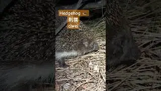 Hedgehog in Chinese-cìwei 刺猬 #chineselearner