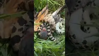 snake vs bird fight