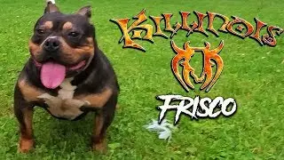 AMERICAN BULLY STUD  FROM THE WORLD FAMOUS KILLINOIS KENNELS
