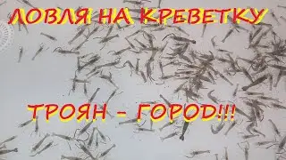 SHRIMP FISHING - evening - TROJAN, morning - CITY!!!