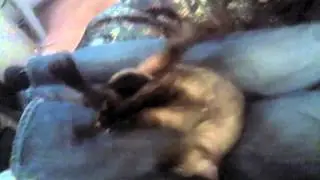 Кот в трусах