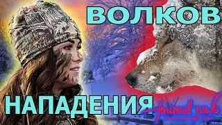 About attacks of wolves on people