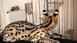 Serval. Сервалы Адель (6 месю) и Брандо (5 мес.). Питомник VipLeo Украина, Киев