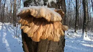 IN SEARCH OF WINTER MUSHROOMS. A foray into the deciduous forest 12/11/2021. Marseille sees snow ...