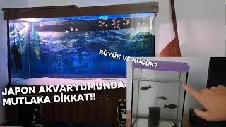1.5 METRELİK VE MİNİ JAPON AKVARYUMUNDA DİKKAT EDİLMESİ GEREKENLER!