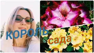 Vlog-108 Супер кустарник🌺 какой грунт для Рододендрона🍃немного о черенках гортензии