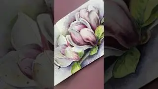Магнолия акварелью 