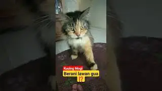 Kuda-kuda lawan musuh ⁉️