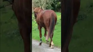Après midi de février aux écuries