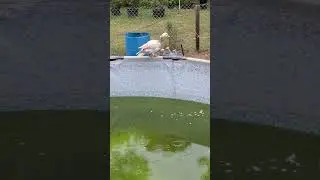 #wildduck #swimmingpool #homestead