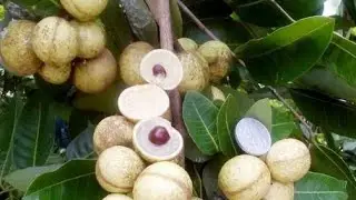 Hasil sambung susu lengkeng