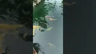 золотая рыбка