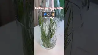 Homemade Sprite 🌲