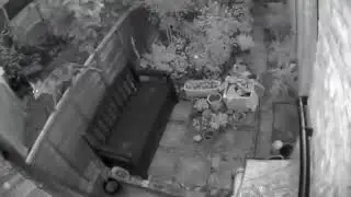 Fox cam