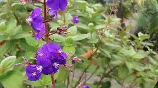 Flores Varios 1