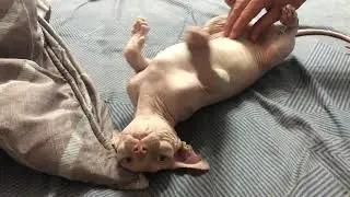 Pipi 愛撒嬌😘