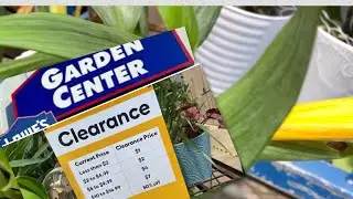 Plant Clearance & Discounts