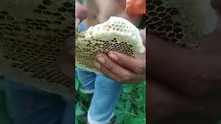 MENCARI LEBAH MADU YANG SANGAT BERMANFAAT