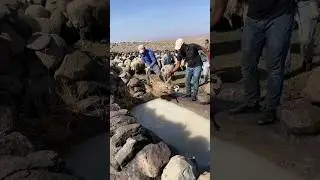 THEY GIVE THE SHEEP A PARASITE BATH KOYUNLARA PARAZİT BANYOSU YAPTIRIYORLAR