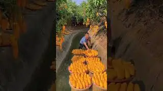 Самая большая плантация манго😲🤯