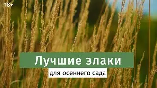 Декоративные злаки. . Злаки в ландшафтном дизайне.