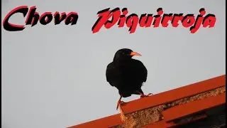 Chova piquirroja 💚 Pyrrhocorax pyrrhocorax
