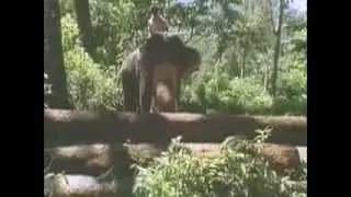 Animal Planet Ao Extremo - Os Mais Fortes