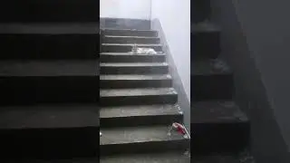 Cat Version of Teri Meri Premkahani Hai Muskil