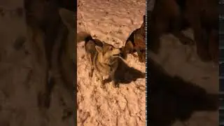 Ласковая Дарис