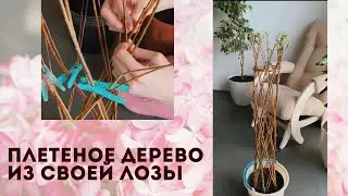 Ива. Первый урожай лозы, 😍 сплела дерево. Сорт ива американка гигантская.