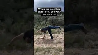 Gotta love when you get a call like this…#horsepower #cowsareout #ranchhorse #blueroanhorse