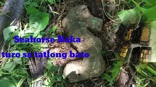Seahorse Naka Turo Sa Tatlong Bato | Legit Sign Yamashita Treasure