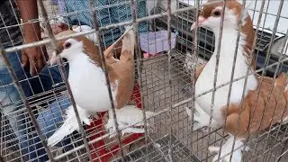 Gazipur Tongi || Pigeon Market In Bangladesh  || Pigeon Price  || pigeon vlogs