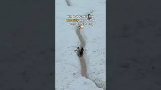 Excuse me sir 🐧 #penguin #antarctica #animals #funnyshorts