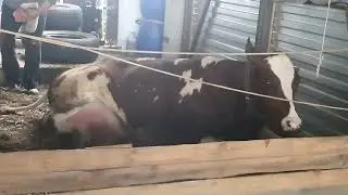 Отел четвертого  нетеля
