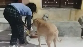 🐶🐕 Mere Jigar ka Chala tu meri Jaan Hain//🐶 Lover and Lovely Dog / 🐕
