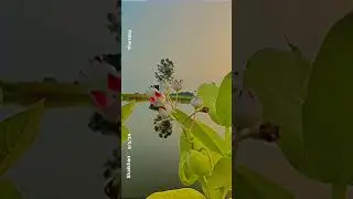 Birds chirping ♥️💞🌟 #foryou #foryoupage #trend #shorts #viral #birds #nature #shortsviral #beautiful