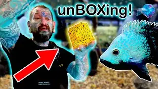 I UNBOX SUPER STRANGE AQUARIUM FISH!