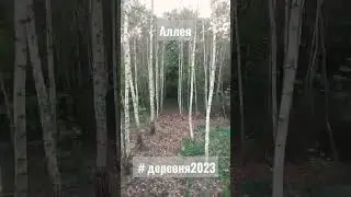Берёзовая аллея