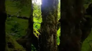 strange forest