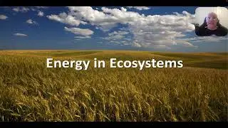 Energy in ecosystems